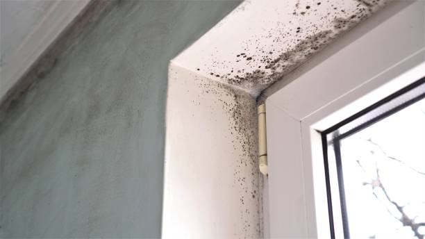 Best Residential Mold Remediation in Madera Acres, CA
