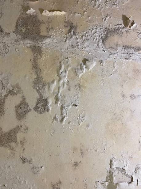 Best Insurance-Related Mold Remediation in Madera Acres, CA