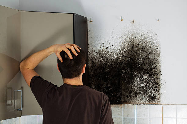 Best Attic Mold Remediation in Madera Acres, CA