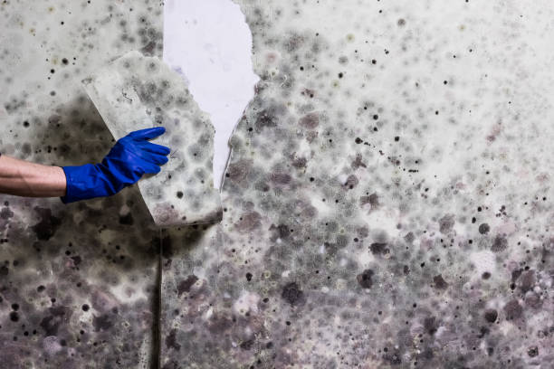 Best Basement Mold Remediation in Madera Acres, CA