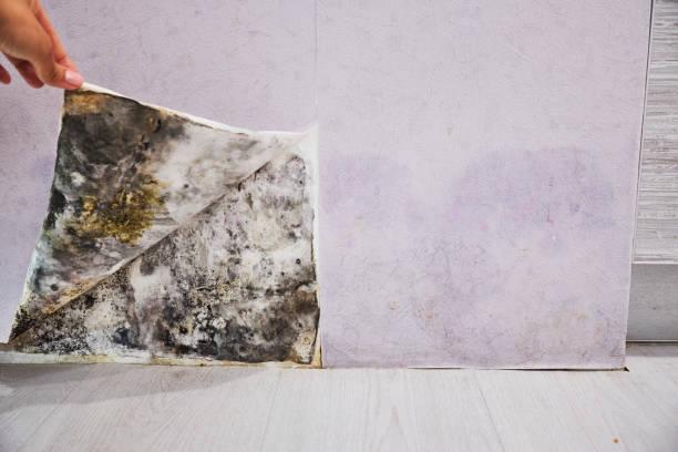 Professional Mold Remediation in Madera Acres, CA
